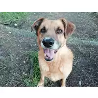 Foto dell\'animale cane - Matr. 2020/1199 - Microchip 380260043706469