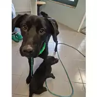 Foto dell\'animale cane - Matr. 2023/0344 - Microchip 380260044750884