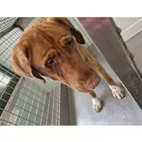 Foto dell\'animale cane - Matr. 2023/0348 - Microchip 380260044750622