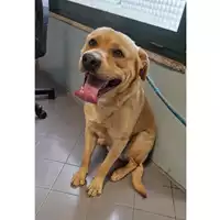 Foto dell\'animale cane - Matr. 2023/0347 - Microchip 380260044750201
