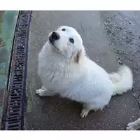 Foto dell\'animale cane - Matr. 2023/0351 - Microchip 380260044750280