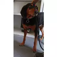 Foto dell\'animale cane - Matr. 2022/0885 - Microchip 380260042135130