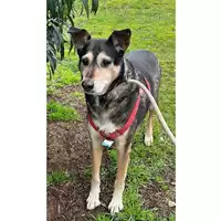 Foto dell\'animale cane - Matr. 2023/0349 - Microchip 380260000603217