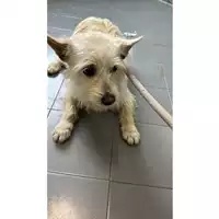 Foto dell\'animale cane - Matr. 2023/0350 - Microchip 380260044750829