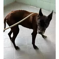 Foto dell\'animale cane - Matr. 2020/1668 - Microchip 977200007309687
