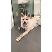 cane - Matr. 2017/1186 - Microchip 961001200010409