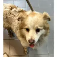 Foto dell\'animale cane - Matr. 2023/0352 - Microchip 380260101762412