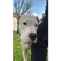 cane - Matr. 2022/2405 - Microchip 380260044749485