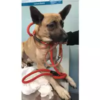 Foto dell\'animale cane - Matr. 2023/0354 - Microchip 380260044750879