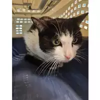 Foto dell\'animale gatto - Matr. 2023/0353 - Microchip 380260101892243