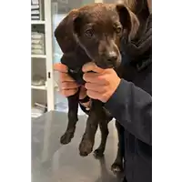 Foto dell\'animale cane - Matr. 2023/0355 - Microchip 380260044750240