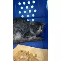 Foto dell\'animale gatto - Matr. 2023/0356 - Microchip 380260044731477