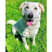 Foto dell\'animale cane - Matr. 2022/2058 - Microchip 380260044732405