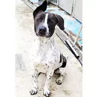 Foto dell\'animale cane - Matr. 2023/0357 - Microchip 380260004442722