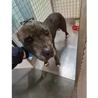 Foto dell\'animale cane - Matr. 2023/0359 - Microchip 380260070121023