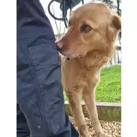 Foto dell\'animale cane - Matr. 2023/0360 - Microchip 380260044750322