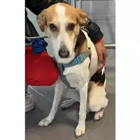 Foto dell\'animale cane - Matr. 2023/0363 - Microchip 380260043757075