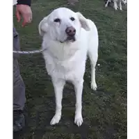 Foto dell\'animale cane - Matr. 2010/1903 - Microchip 380260000501010