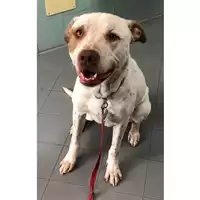 Foto dell\'animale cane - Matr. 2023/0367 - Microchip 380260101706762