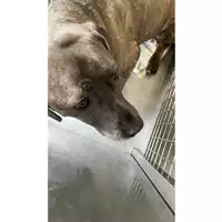 cane - Matr. 2023/0368 - Microchip 380260044749702