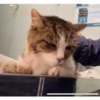 Foto dell\'animale gatto - Matr. 2023/0373 - Microchip 380260044731610