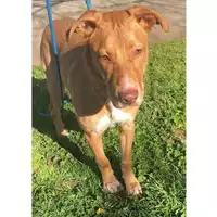 cane - Matr. 2023/0374 - Microchip 380260044751109