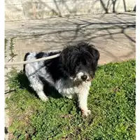 Foto dell\'animale cane - Matr. 2023/0376 - Microchip 380260043076324