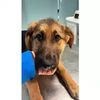 cane - Matr. 2023/0380 - Microchip 380260044751062