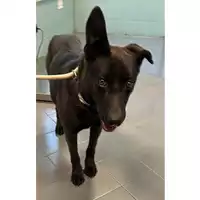 Foto dell\'animale cane - Matr. 2023/0378 - Microchip 380260044750658
