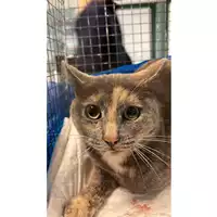 Foto dell\'animale gatto - Matr. 2023/0387 - Microchip 380260044732837