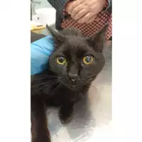 gatto - Matr. 2023/0389 - Microchip 380260044750236