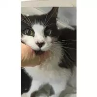 Foto dell\'animale gatto - Matr. 2023/0391 - Microchip 380260044750985