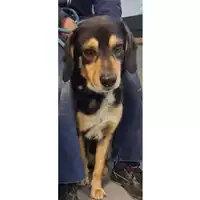 Foto dell\'animale cane - Matr. 2018/1064 - Microchip 380260043479870