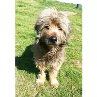 Foto dell\'animale cane - Matr. 2023/0177 - Microchip 380260044731959