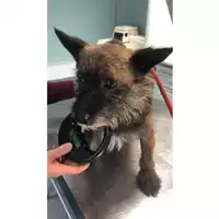 Foto dell\'animale cane - Matr. 2023/0401 - Microchip 380260044750949