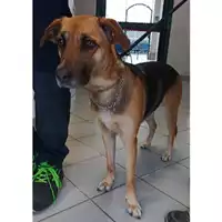 Foto dell\'animale cane - Matr. 2023/0408 - Microchip 380260160231925