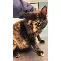 Foto dell\'animale gatto - Matr. 2023/0410 - Microchip 380260044750719