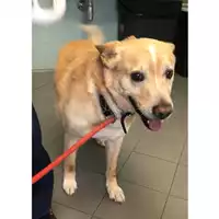 Foto dell\'animale cane - Matr. 2023/0411 - Microchip 380260044750203