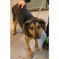 Foto dell\'animale cane - Matr. 2022/2407 - Microchip 380260044749289