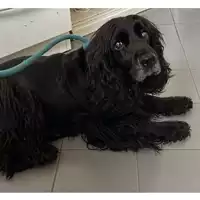 Foto dell\'animale cane - Matr. 2023/0415 - Microchip 380260004906546