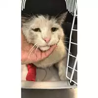 Foto dell\'animale gatto - Matr. 2023/0414 - Microchip 380260044750224