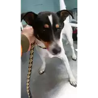 Foto dell\'animale cane - Matr. 2017/1181 - Microchip 380260043318439