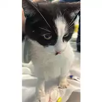 Foto dell\'animale gatto - Matr. 2023/0416 - Microchip 380260044750324