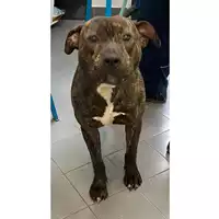 Foto dell\'animale cane - Matr. 2023/0417 - Microchip 380260044750258
