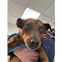 Foto dell\'animale cane - Matr. 2023/0418 - Microchip 380260044750426