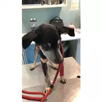 Foto dell\'animale cane - Matr. 2023/0421 - Microchip 985121012320979