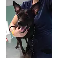 Foto dell\'animale cane - Matr. 2023/0425 - Microchip 380260044751066