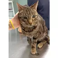 Foto dell\'animale gatto - Matr. 2023/0423 - Microchip 380260044750419