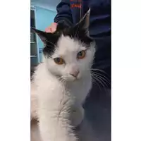 Foto dell\'animale gatto - Matr. 2023/0424 - Microchip 380260044751169