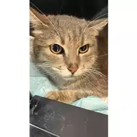 Foto dell\'animale gatto - Matr. 2023/0427 - Microchip 380260042130373